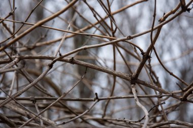 Geçmişi. Eski orman ve güzel hava.