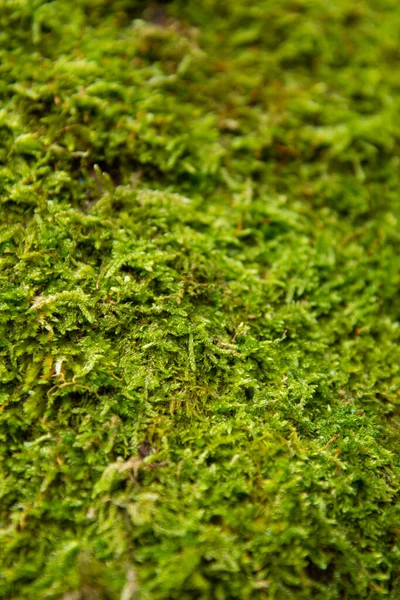 Old Forest Hut Moss — Stock Photo, Image