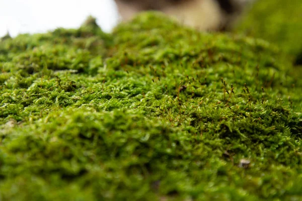 Old Forest Hut Moss — Stock Photo, Image