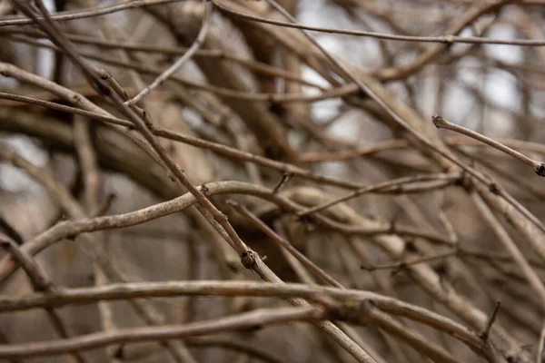 Geçmişi. Eski orman ve güzel hava.