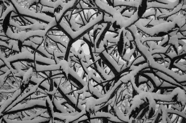 Kasvetli ormanda kış masalı.