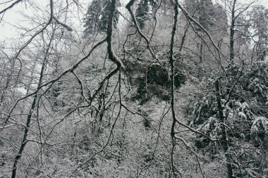 Kasvetli manzara. Sisin içindeki orman.