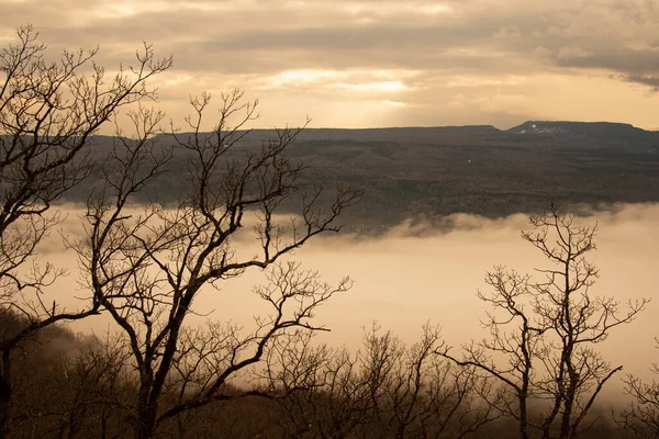 Düstere Landschaft Nebel Wald — Stockfoto