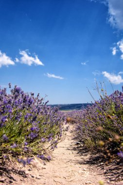 Güzel bir lavanta tarlası. Fransa.