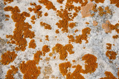 Yaz ve güzel doğa. Tatil.