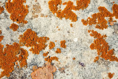 Yaz ve güzel doğa. Tatil.