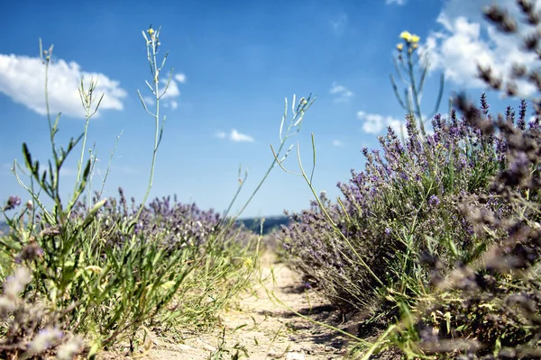 Güzel bir lavanta tarlası. Fransa.