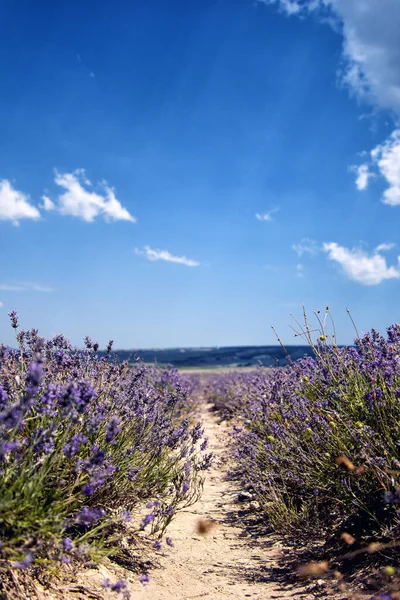 Güzel bir lavanta tarlası. Fransa.