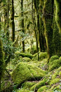 Nehir kenarındaki eski orman ve yosun.