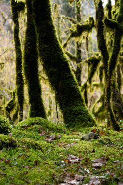 Nehir kenarındaki eski orman ve yosun.