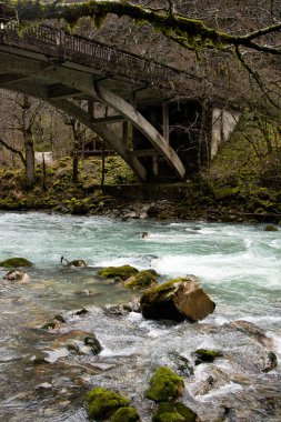 Eski ormandaki güzel nehir.