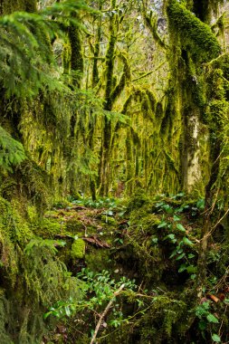 Nehir kenarındaki eski orman ve yosun.