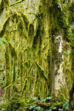 Nehir kenarındaki eski orman ve yosun.