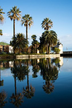 Göl kenarındaki yüksek palmiye ağaçları.