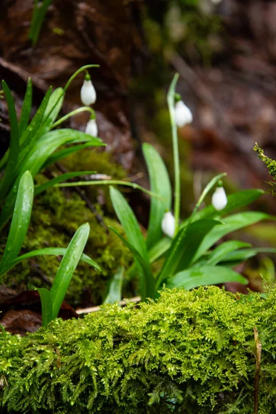 Snowdrops Beautiful Spring Little Flowers — Stock Photo, Image