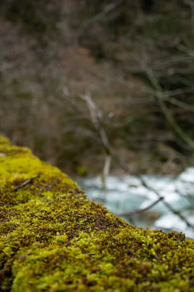 Schöner Fluss Alten Wald — Stockfoto