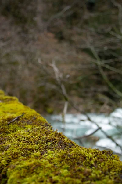 Schöner Fluss Alten Wald — Stockfoto