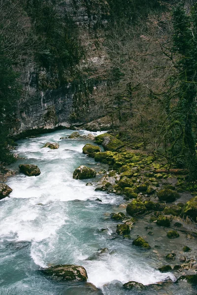 Beautiful river in the old forest.