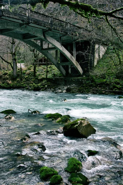 Vacker Flod Den Gamla Skogen — Stockfoto