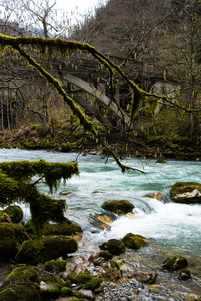 Vacker Flod Den Gamla Skogen — Stockfoto