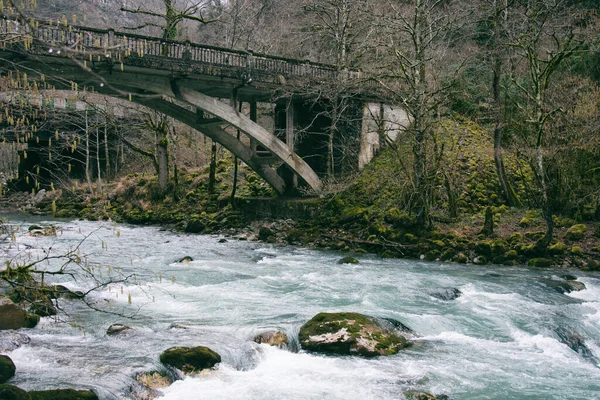 Vacker Flod Den Gamla Skogen — Stockfoto