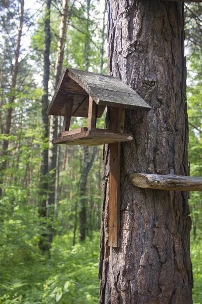 Piękny Ptak Feeder Parku Drewniany Domek Dla Ptaków Drzewie — Zdjęcie stockowe