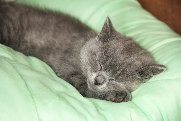 Maine Coon kitten sleep under blanket. Kitten of the British breed.