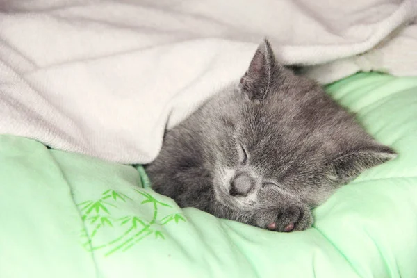 A small kitten sleeps sweetly under a blanket