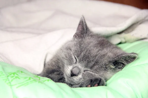 Gatito Pequeño Duerme Dulcemente Bajo Una Manta — Foto de Stock