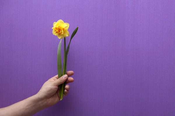 A man\'s hand holds a flower. Spring flowers daffodils.