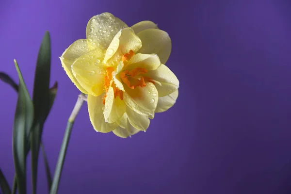 Narciso Amarillo Sobre Fondo Púrpura Flores Primavera — Foto de Stock