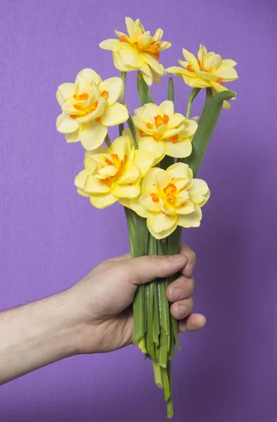 A mans hand holding a bouquet of flowers. Spring flowers daffodils