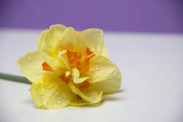 Een Enkele Bloem Ligt Een Witte Achtergrond Gele Narcis Lente — Stockfoto