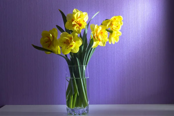 Wazon Żonkilami Świetle Wiosenne Kwiaty Fioletowym Tle — Wektor stockowy