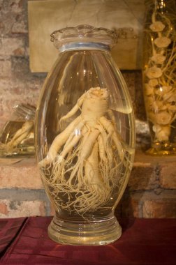 Cam şişedeki ginseng kökü. Kore ginseng kökü.