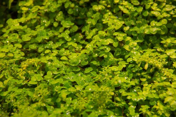 Petits milieux d'herbe verte. Feuillage vert printemps jeunes feuilles. Tapis vert d'herbe et de feuilles . — Photo