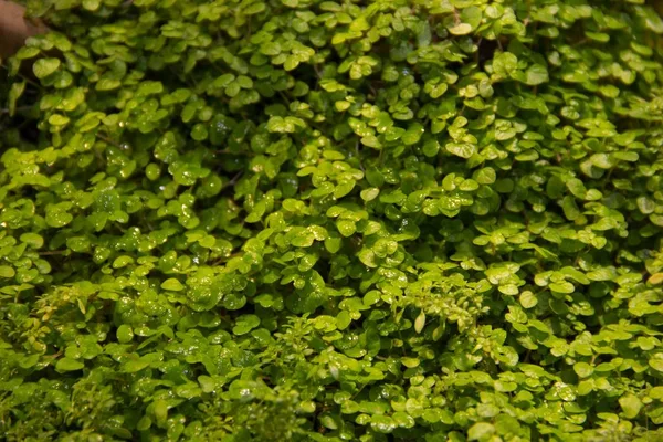 Petits milieux d'herbe verte. Feuillage vert printemps jeunes feuilles. Tapis vert d'herbe et de feuilles . — Photo