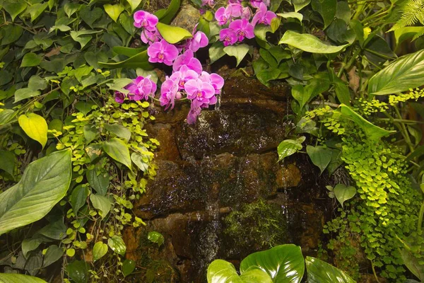 绿色植物和粉红色兰花之间的热带小瀑布 — 图库照片