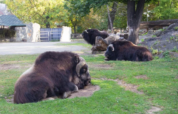 Portrait of musk ox in nature. Musk ox lying on the grass — Stock Photo, Image