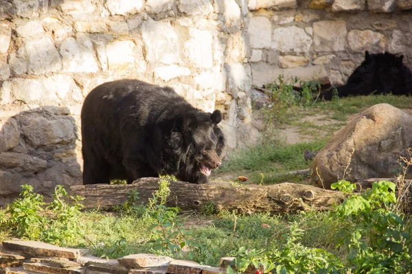 Ussuri kara ayı vahşi. Asya kara ayısı — Stok fotoğraf