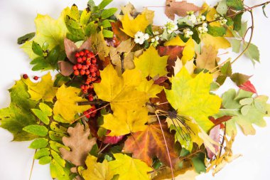 Beyaz arka planda kuru renkli sonbahar yaprakları. Sonbahar yaprakları.