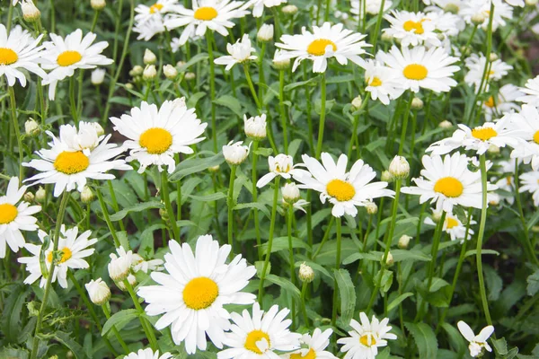 Lots of daisies. Daisies, daisies, wildflowers. Many daisies in the meadow.