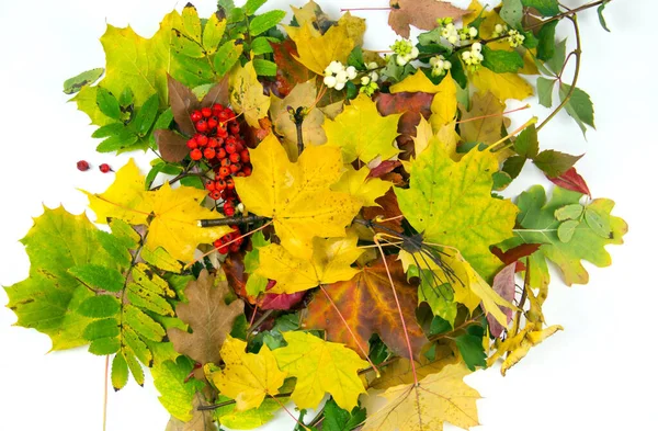 Beyaz arka planda sonbahar yaprakları. İzole edilmiş sonbahar yaprakları ile metin için boşluk