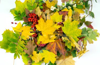 Beyaz arka planda sonbahar yaprakları. İzole edilmiş sonbahar yaprakları ile metin için boşluk