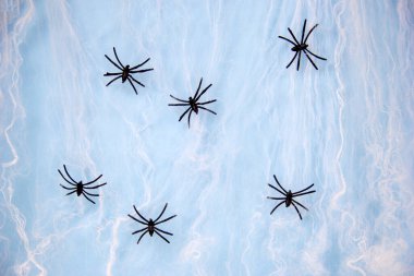 Web 'deki Örümcek beyaz üzerine izole