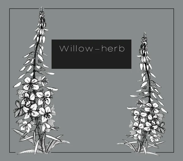 Flower, willow-herb, graphics, postcard