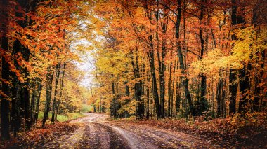 Forest Drive in Autumn. The Covered Road in Michigan's Houghton County. clipart
