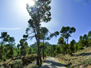 Beauitiful yaz günü ormanda Granada