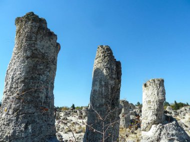 Taş Bulgaristan Pobiti kamni orman