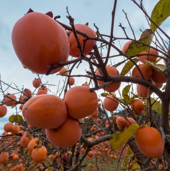 Freizügigkeit Garten Herbst Spanien — Stockfoto